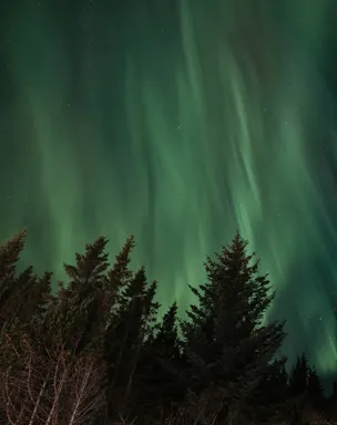 The aurora above a forest appears as though the trees are burning with green flames.