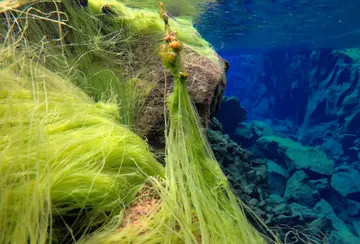Bright green strands of algae cluster together giving the appearance of neon grass in deep blue water.
