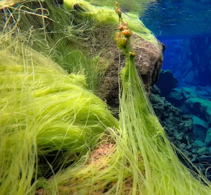 Bright green strands of algae cluster together giving the appearance of neon grass in deep blue water.