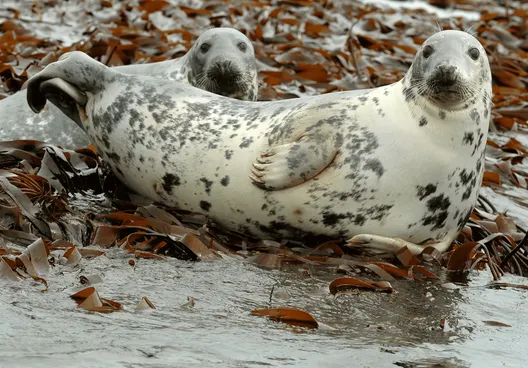 Grey seal at the Ytri-Tunga seal colony