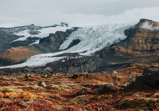 Falljökull glacier flows from the Vatnajökull ice cap on a cloudy autumn day, with light green moss, rocks and small red and yellow- leafed shrubs in the foreground.