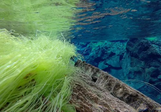 Strands of whispy neon- green algae attached to a rock appear grass-like and vibrant below the surface of Silfra's blue water.