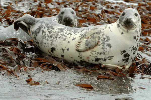 Grey seal at the Ytri-Tunga seal colony