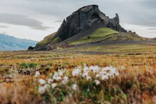 A distinct rugged, Rocky Mountain stands alone among green moss and orange grass, with tiny white flowers in the foreground.