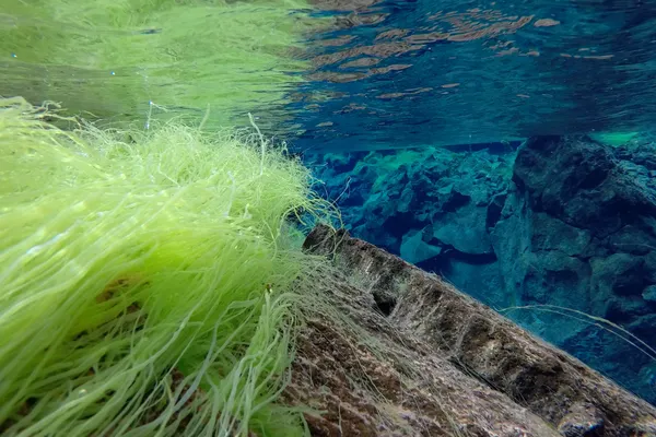 Strands of whispy neon- green algae attached to a rock appear grass-like and vibrant below the surface of Silfra's blue water.