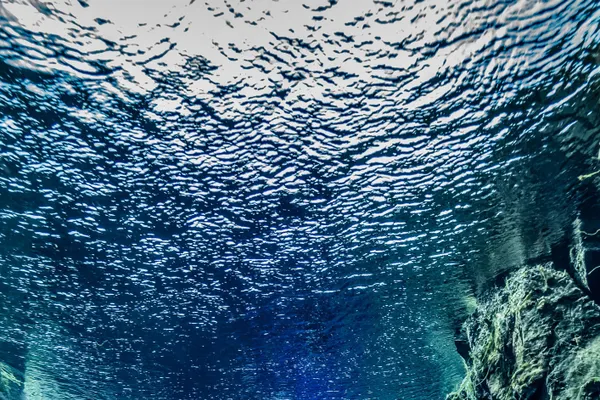 Snorkeler in an upright position nears the sparkling sun-lit surface of silfra, between two rock walls which narrow as the fissure gets deeper.