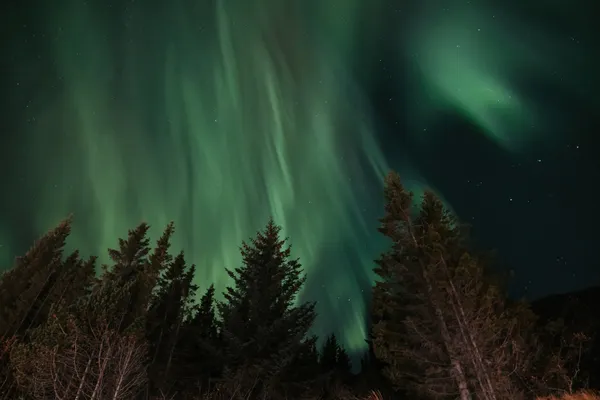 The aurora above a forest appears as though the trees are burning with green flames.