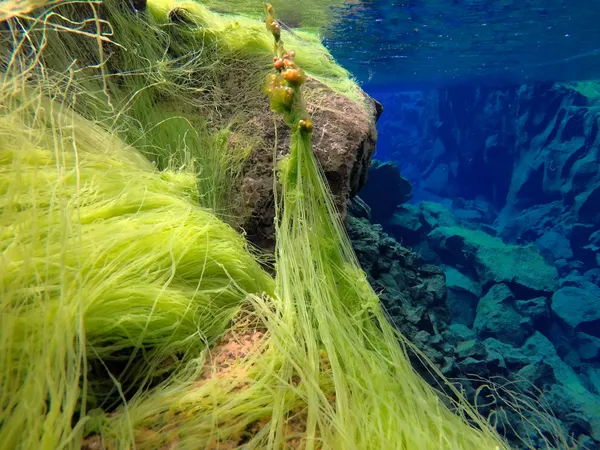 Bright green strands of algae cluster together giving the appearance of neon grass in deep blue water.