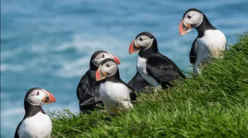 Puffin Jet ski tour
