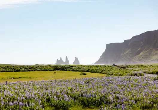 a vibrant green field with purple lupines stretch out to the ocean, with three rock pillars stand to the left of a cliff