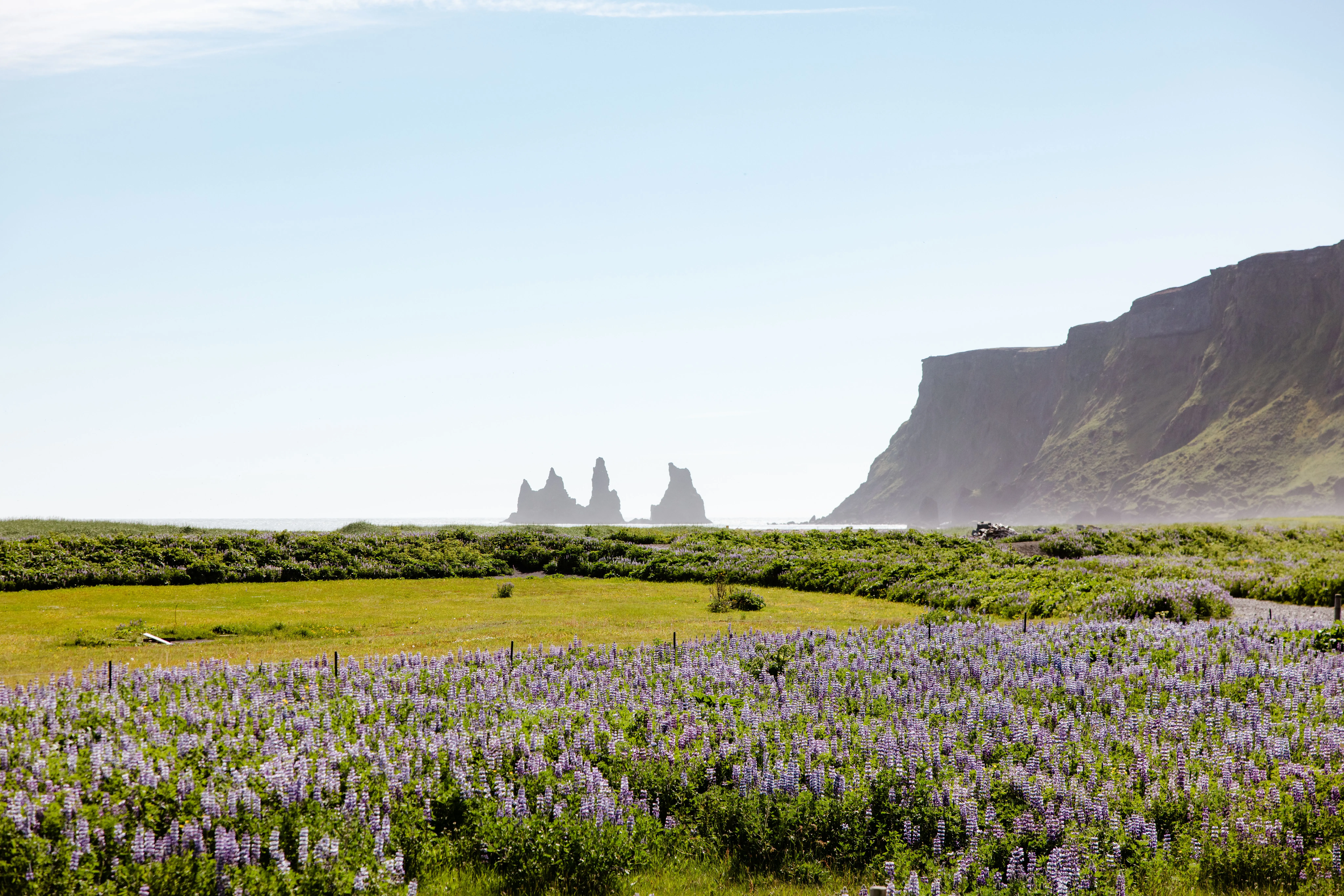 a vibrant green field with purple lupines stretch out to the ocean, with three rock pillars stand to the left of a cliff
