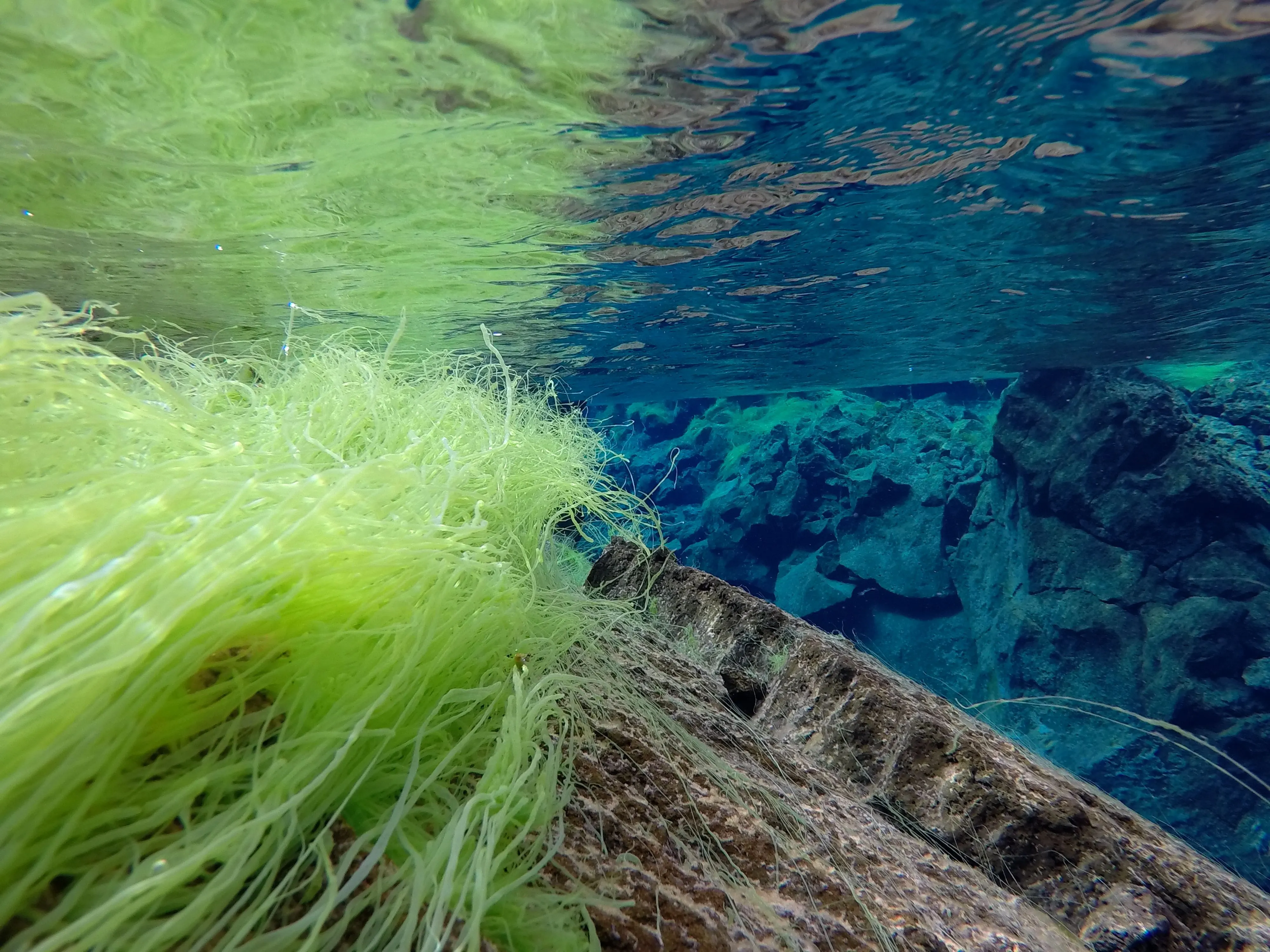Strands of whispy neon- green algae attached to a rock appear grass-like and vibrant below the surface of Silfra's blue water.