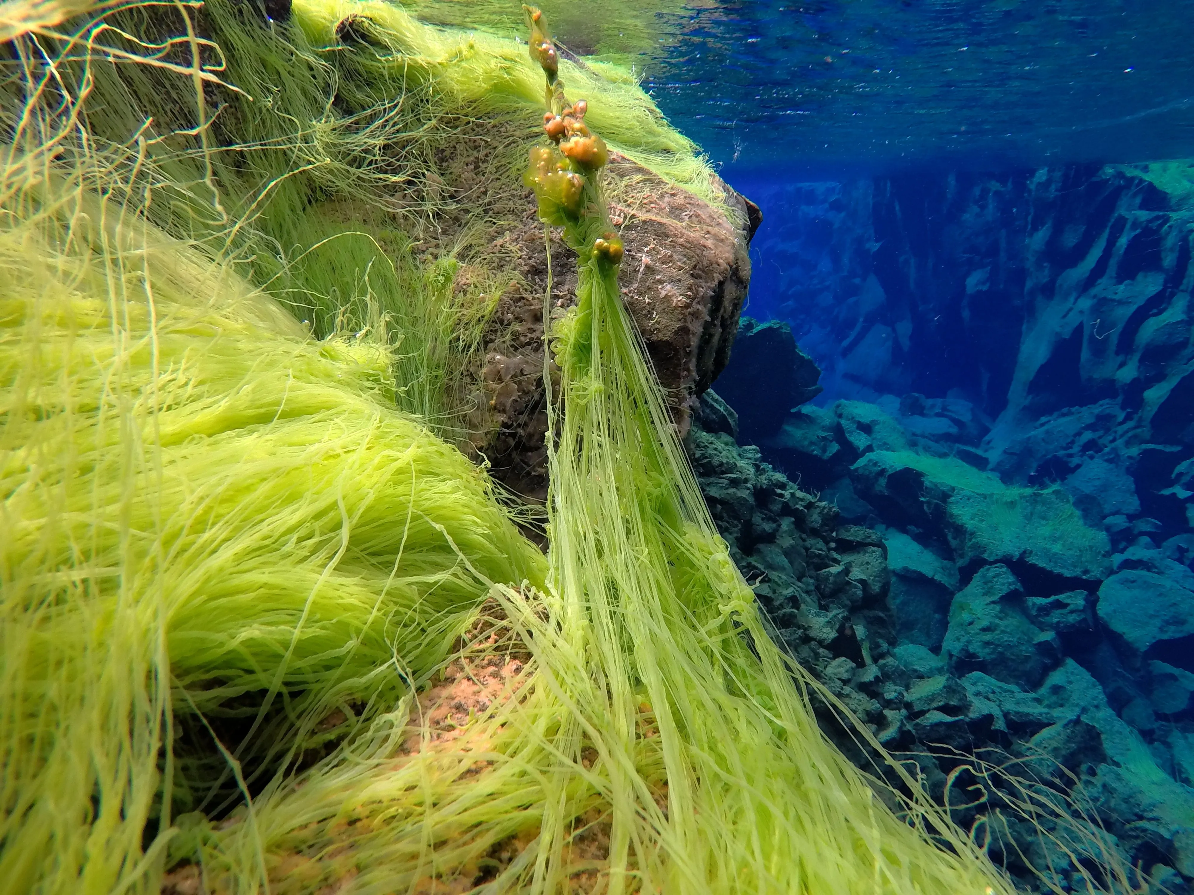 Bright green strands of algae cluster together giving the appearance of neon grass in deep blue water.